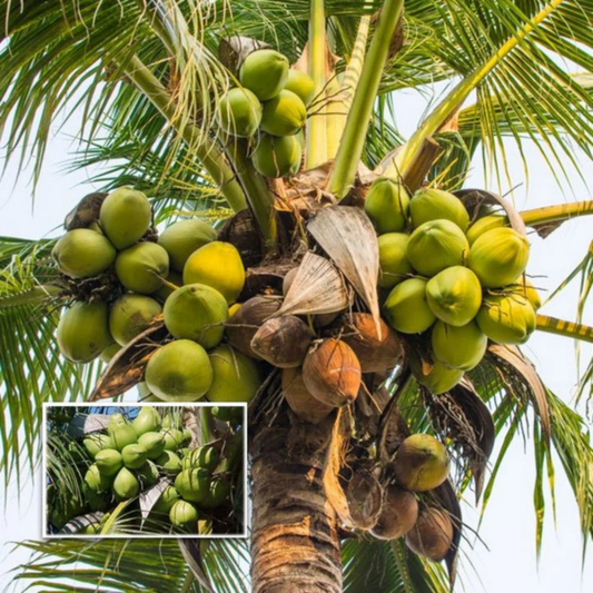 Nadan Coconut Tree Plant