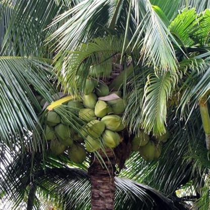 Nadan Coconut Tree Plant