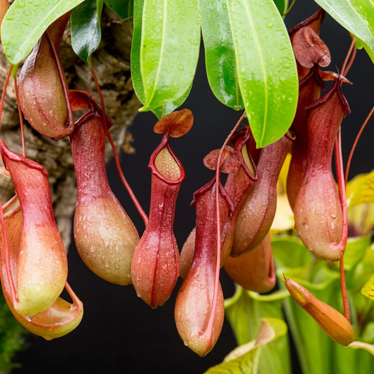 Nepenthes (Nepenthes spp) Carnivorous Pitcher Rare Exotic Live Plant