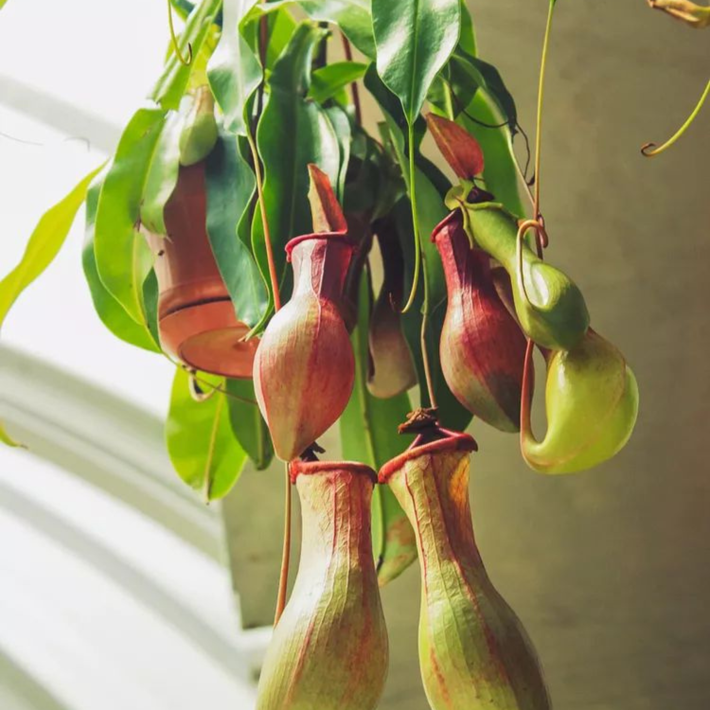 Nepenthes (Nepenthes spp) Carnivorous Pitcher Rare Exotic Live Plant