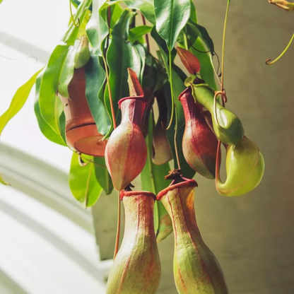 Nepenthes (Nepenthes spp) Carnivorous Pitcher Rare Exotic Live Plant