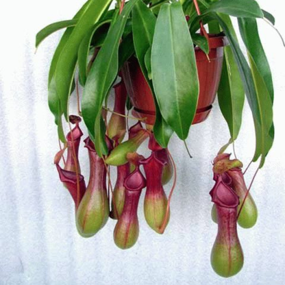 Nepenthes (Nepenthes spp) Carnivorous Pitcher Rare Exotic Live Plant
