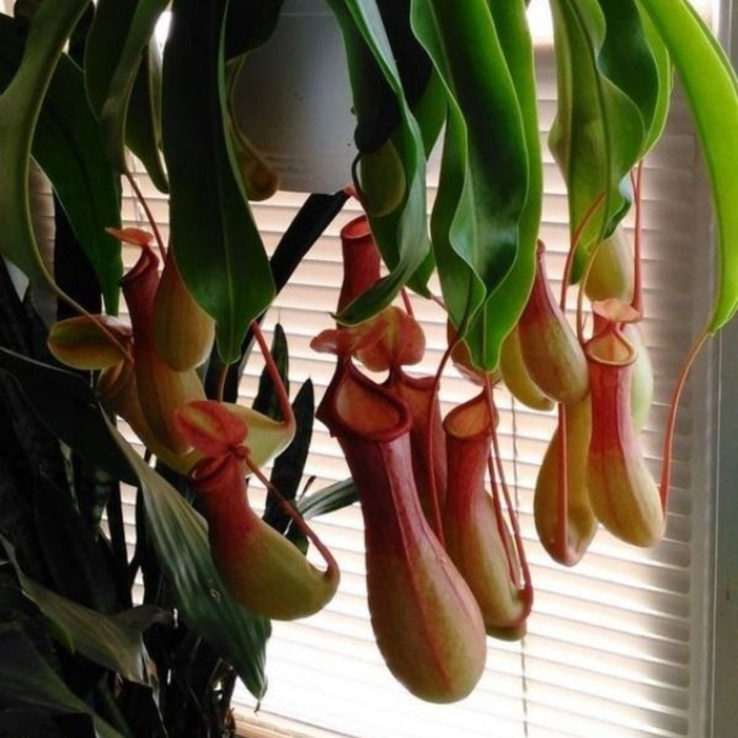 Nepenthes (Nepenthes spp) Carnivorous Pitcher Rare Exotic Live Plant