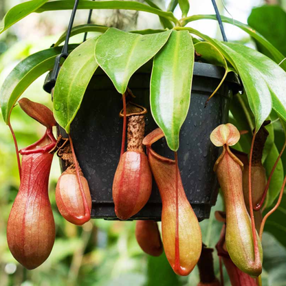 Nepenthes (Nepenthes spp) Carnivorous Pitcher Rare Exotic Live Plant