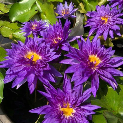 Nymphaea Blue Whistle Tropical Water Lily Live Plant