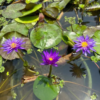 Nymphaea Blue Whistle Tropical Water Lily Live Plant