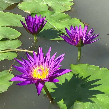 Nymphaea Blue Whistle Tropical Water Lily Live Plant