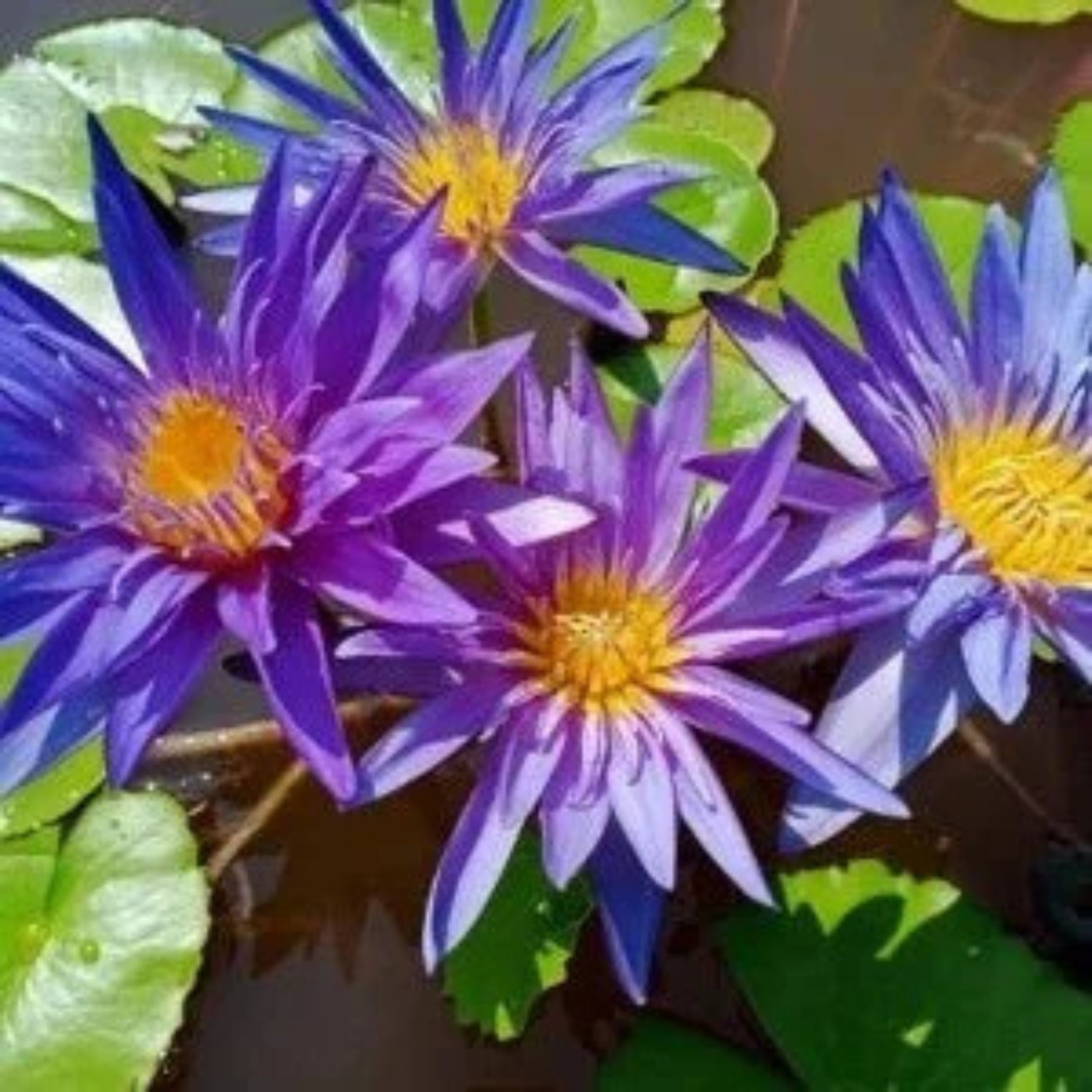 Nymphaea Blue Whistle Tropical Water Lily Live Plant