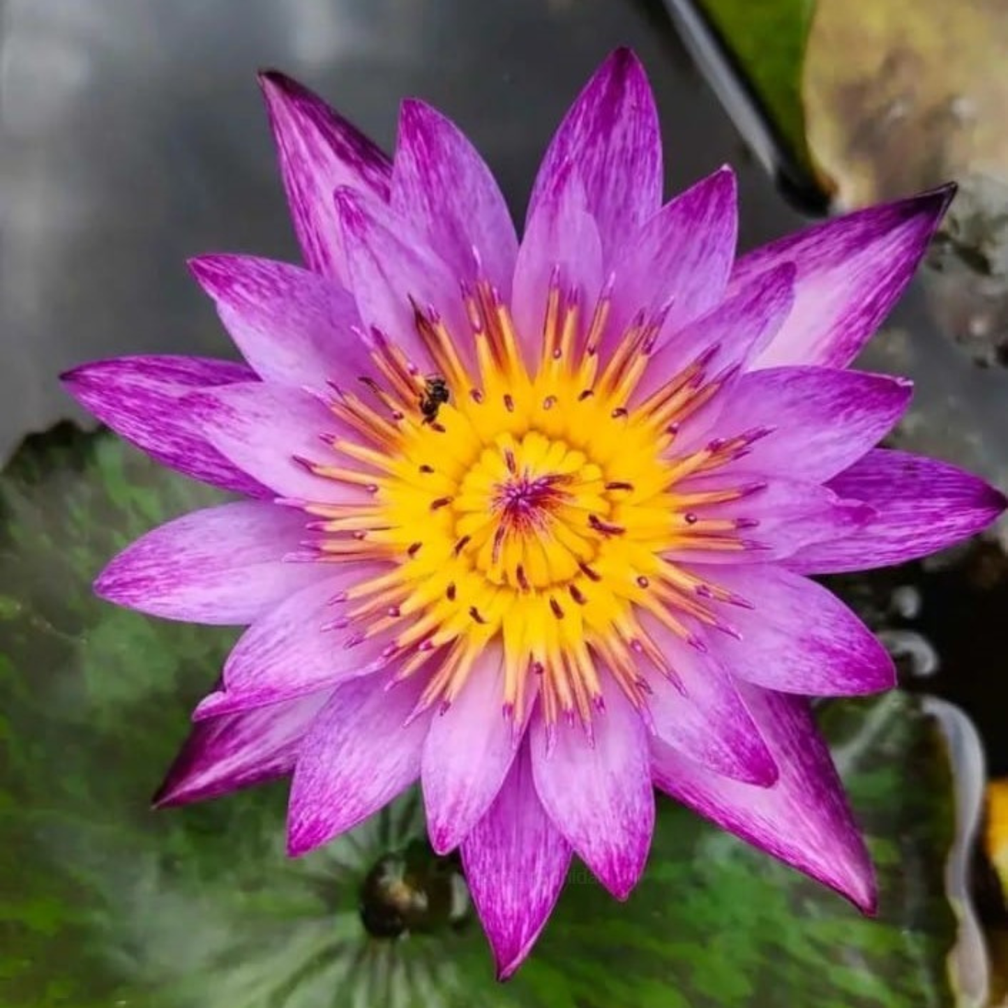 Nymphaea Lyndsey Wood Tropical Water Lily Live Plant