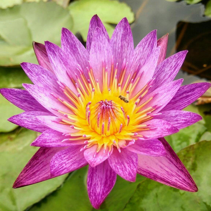 Nymphaea Lyndsey Wood Tropical Water Lily Live Plant