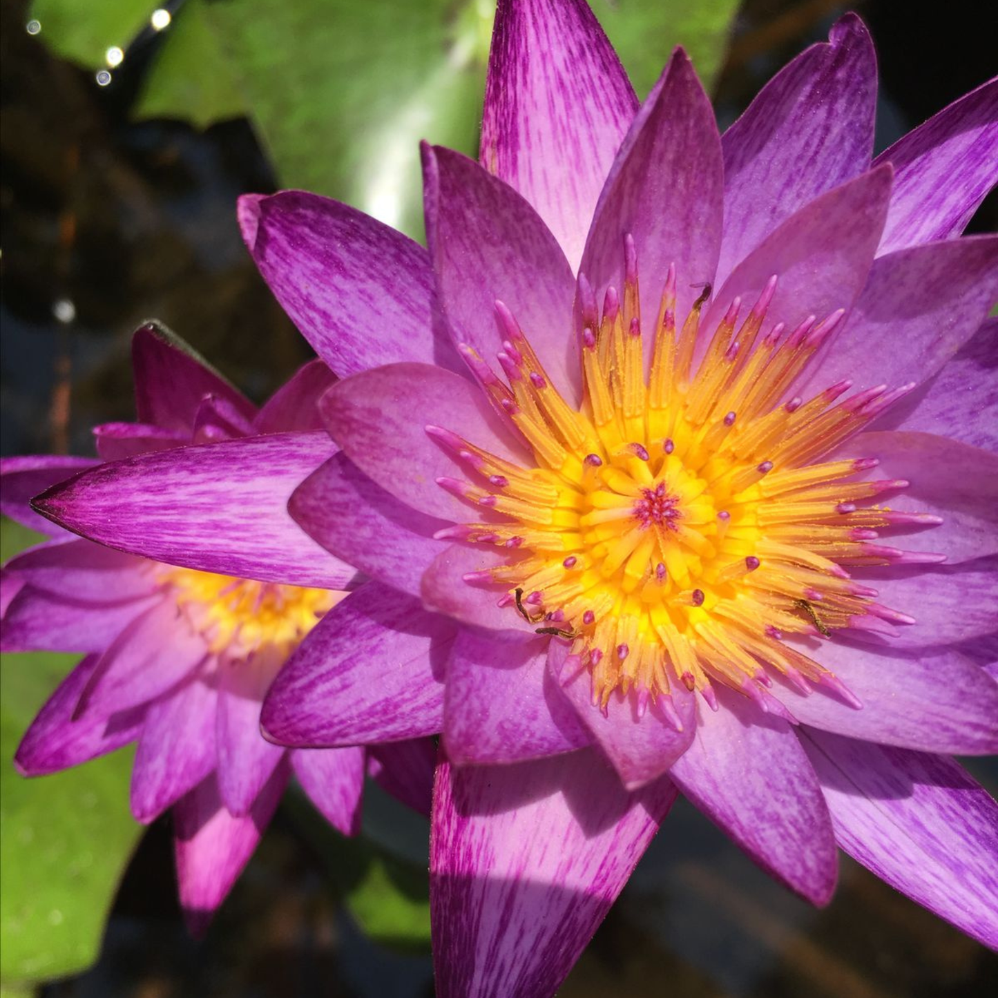 Nymphaea Lyndsey Wood Tropical Water Lily Live Plant