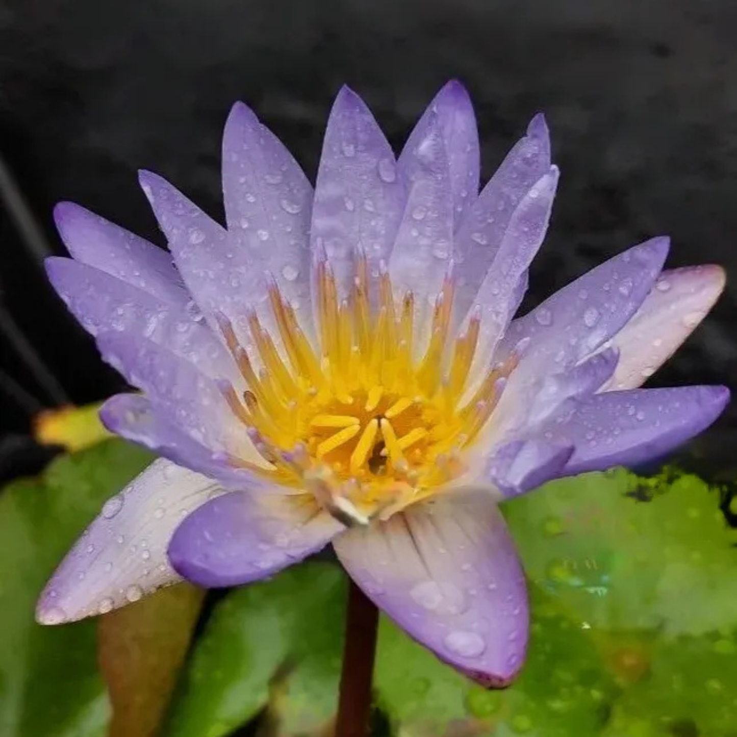 Nymphaea Micrantha Tropical Water Lily Live Plant