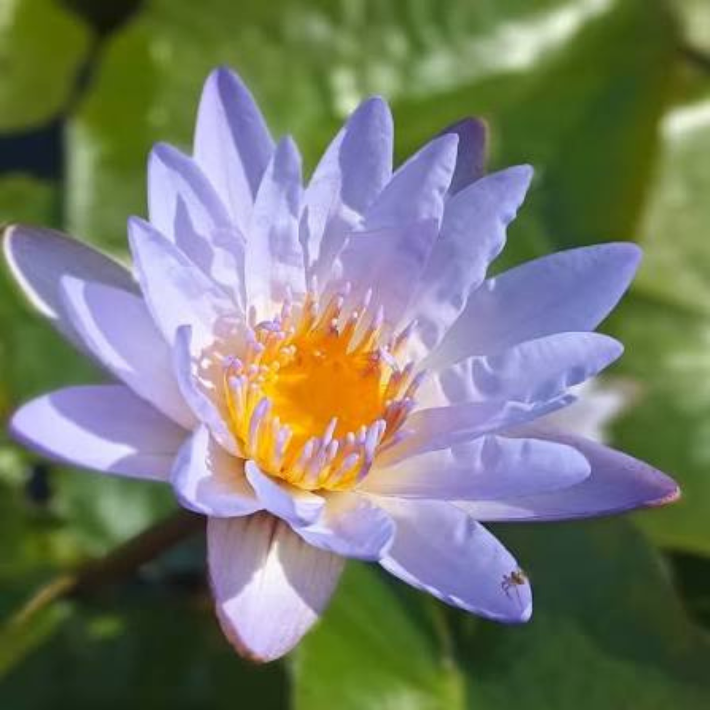 Nymphaea Micrantha Tropical Water Lily Live Plant