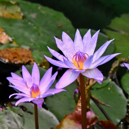 Nymphaea Micrantha Tropical Water Lily Live Plant