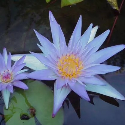 Nymphaea Micrantha Tropical Water Lily Live Plant
