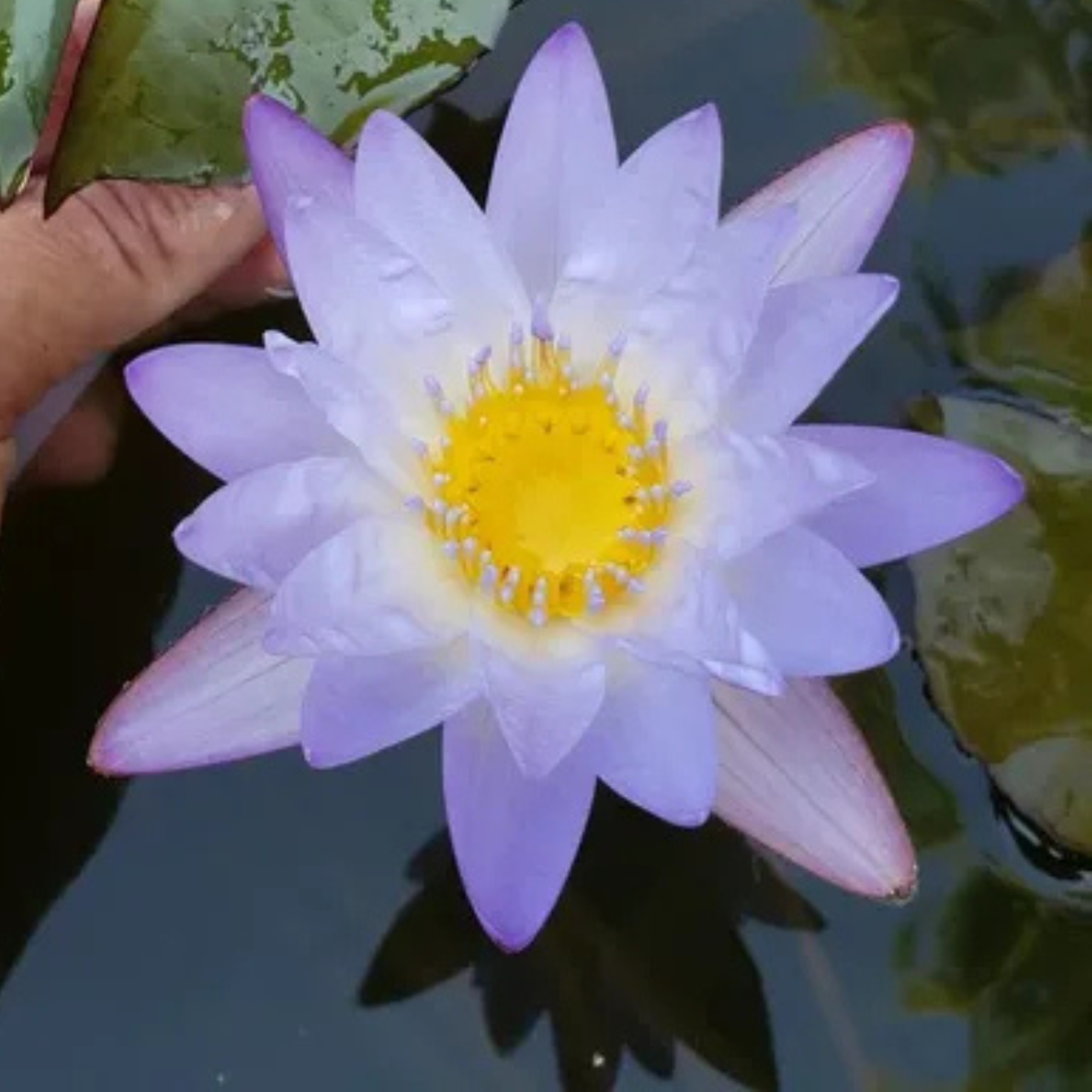 Nymphaea Micrantha Tropical Water Lily Live Plant