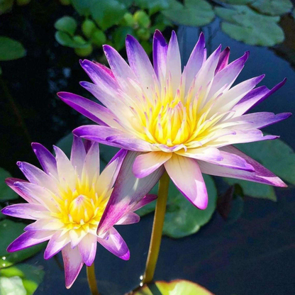 Nymphaea Purple Joy Tropical Water Lily Live Plant