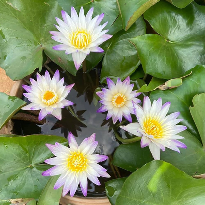 Nymphaea Purple Joy Tropical Water Lily Live Plant