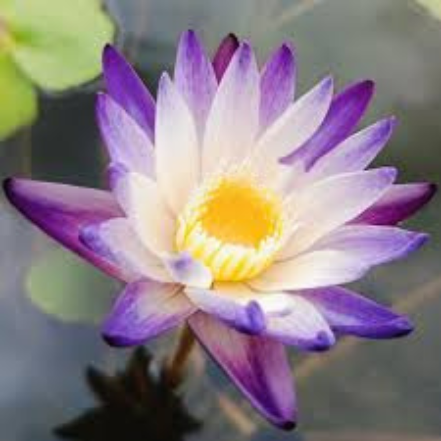 Nymphaea Purple Joy Tropical Water Lily Live Plant