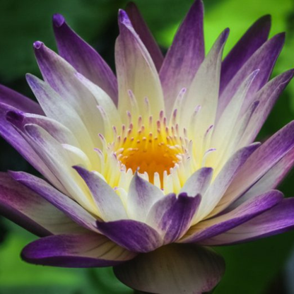 Nymphaea Purple Joy Tropical Water Lily Live Plant
