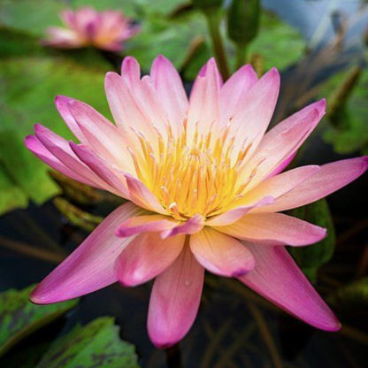 Nymphaea Tropical Sunset Tropical Water Lily Live Plant