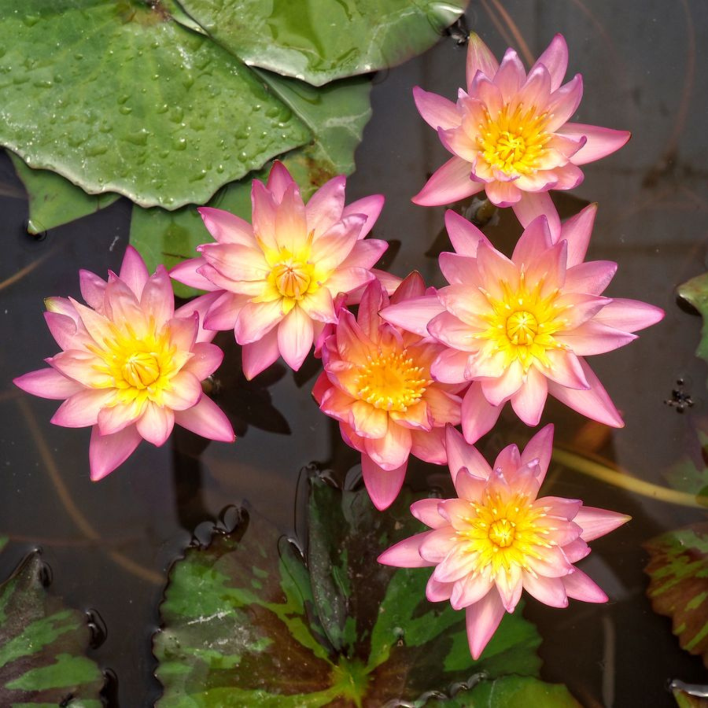 Nymphaea Tropical Sunset Tropical Water Lily Live Plant