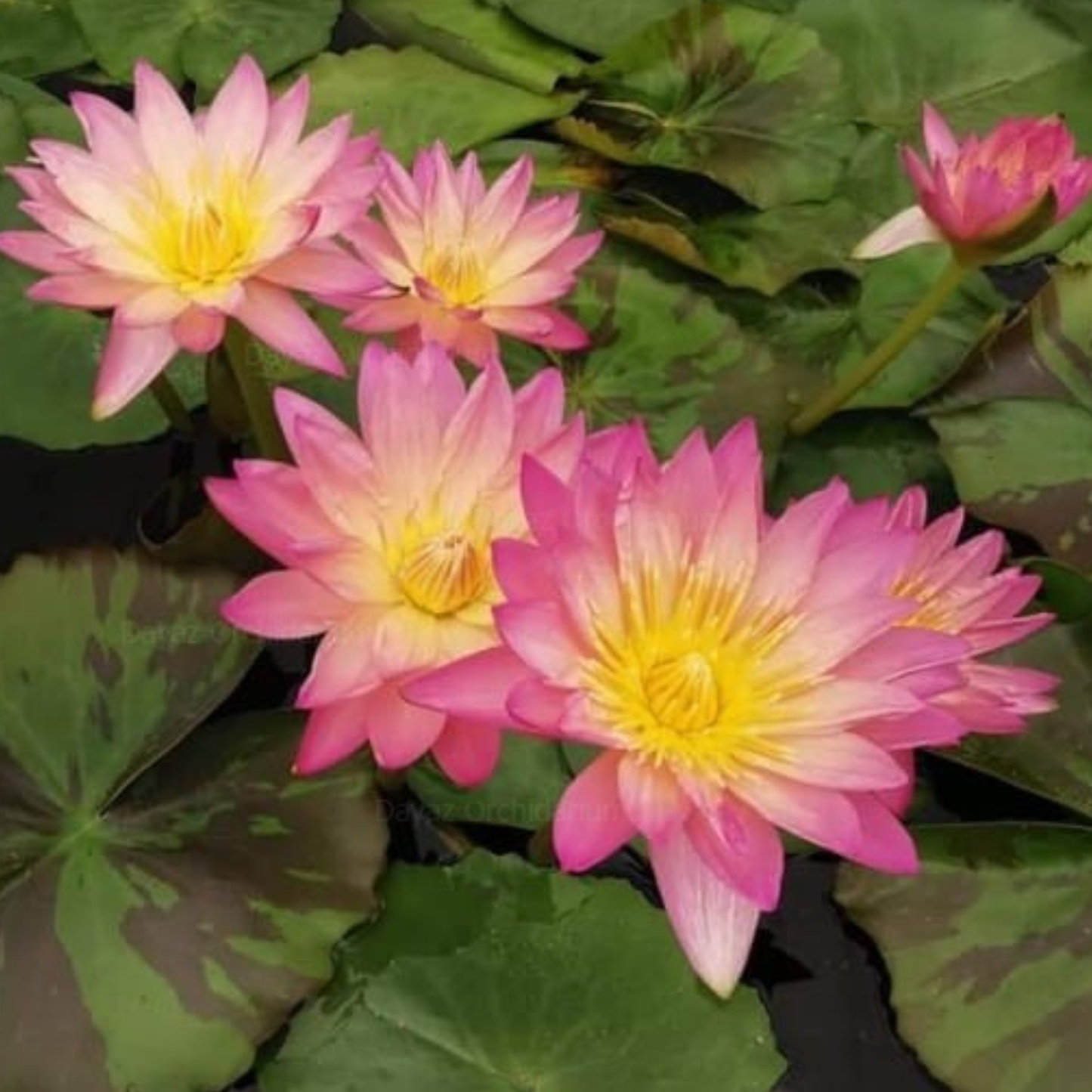 Nymphaea Tropical Sunset Tropical Water Lily Live Plant