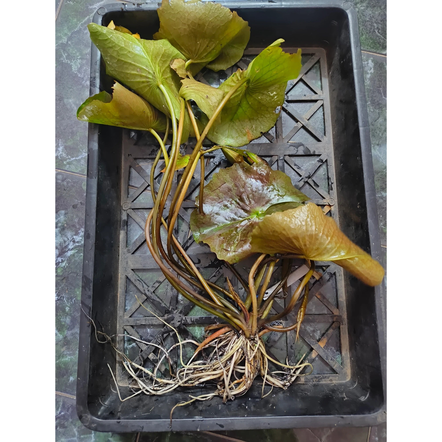 Nymphaea Tropical Sunset Tropical Water Lily Live Plant