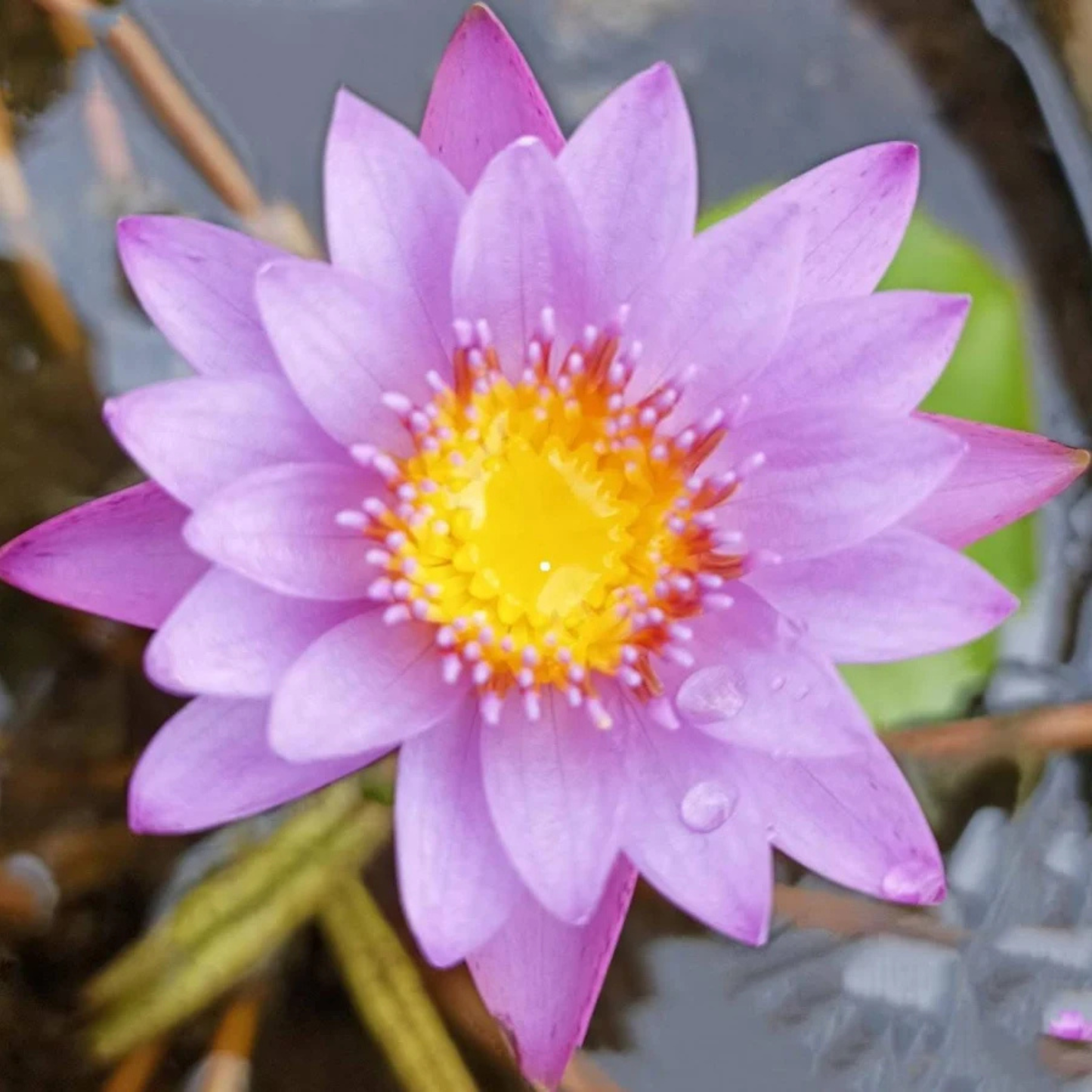 Nymphaea 'Key Largo' Rare Tropical Water Lily Live Plant