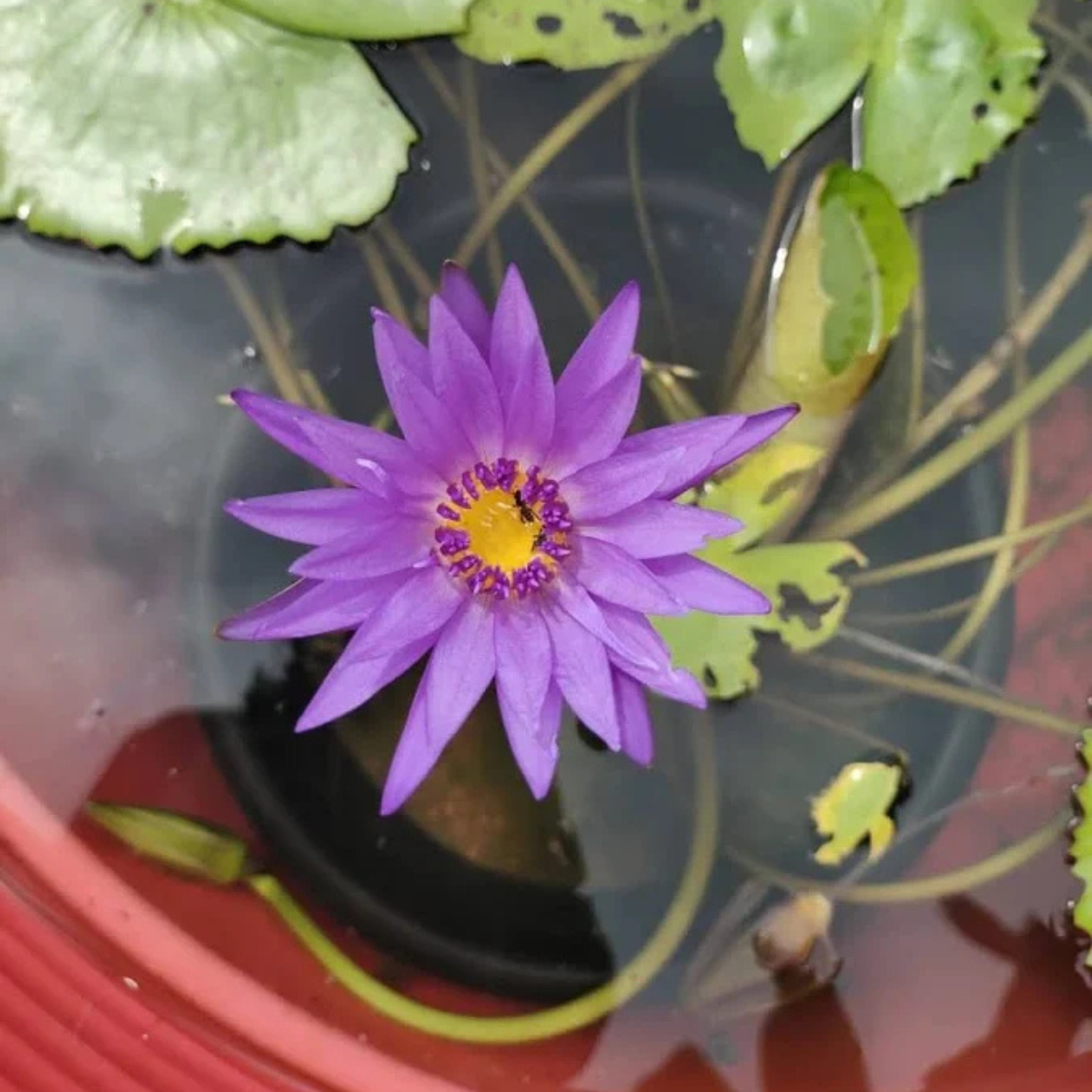 Nymphaea 'Key Largo' Rare Tropical Water Lily Live Plant