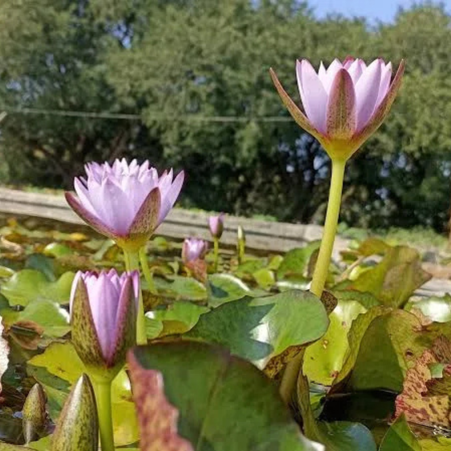 Nymphaea 'Key Largo' Rare Tropical Water Lily Live Plant