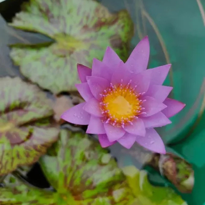 Nymphaea 'Key Largo' Rare Tropical Water Lily Live Plant