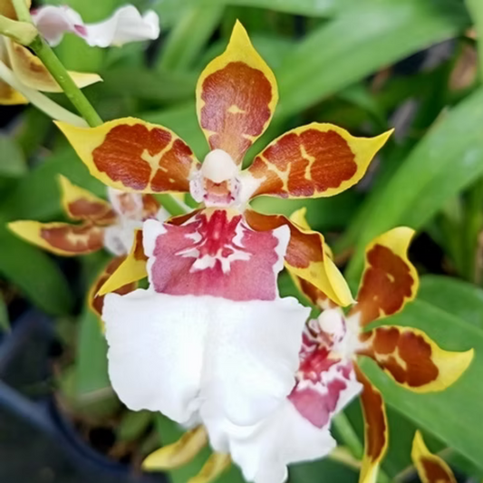 Oncidium Dancing Lady Orchid – Exotic Brown & White Orchid Plant