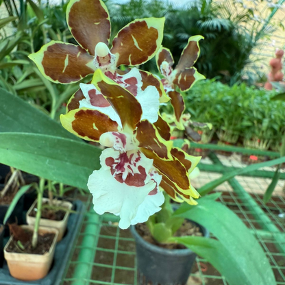 Oncidium Dancing Lady Orchid – Exotic Brown & White Orchid Plant