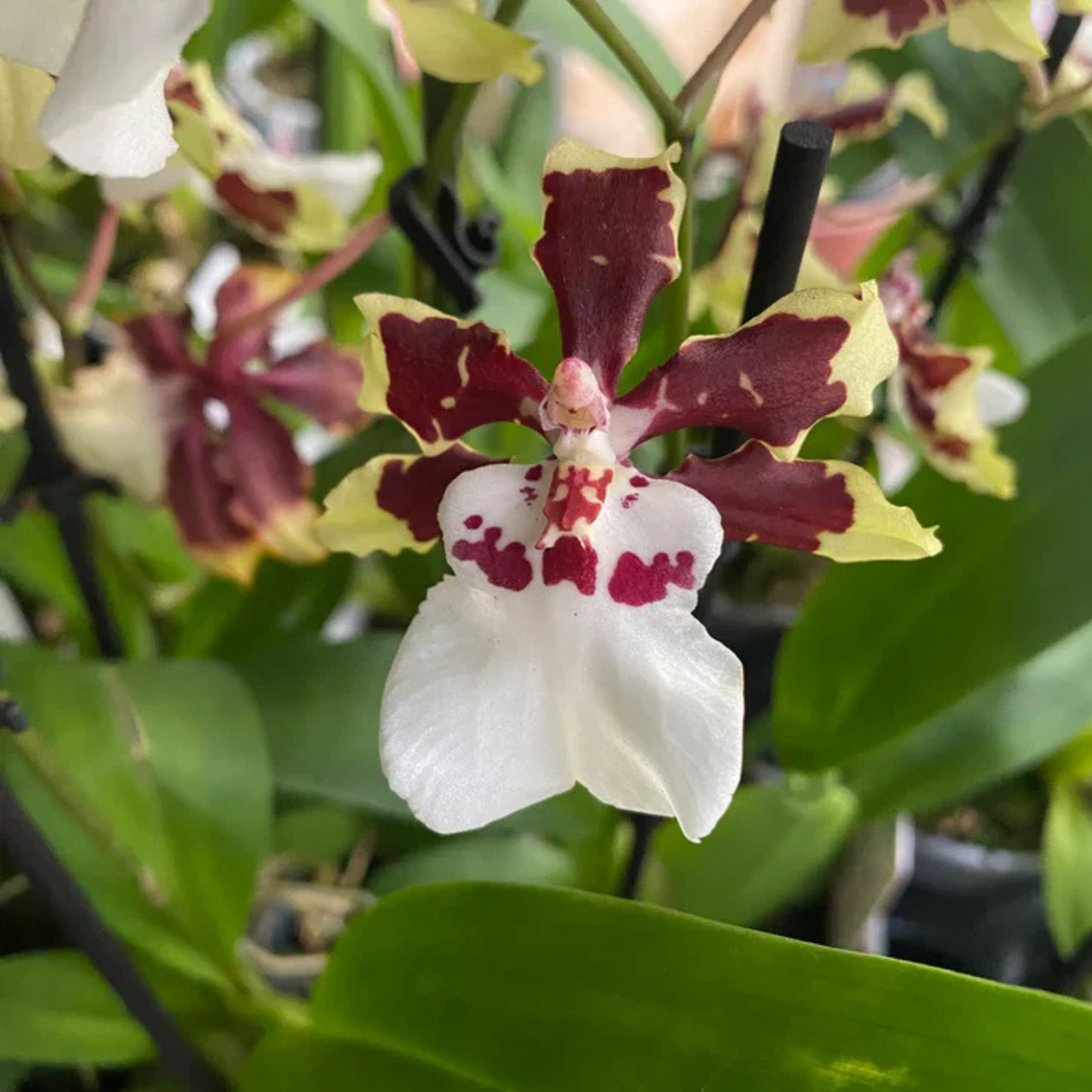Oncidium Dancing Lady Orchid – Exotic Brown & White Orchid Plant