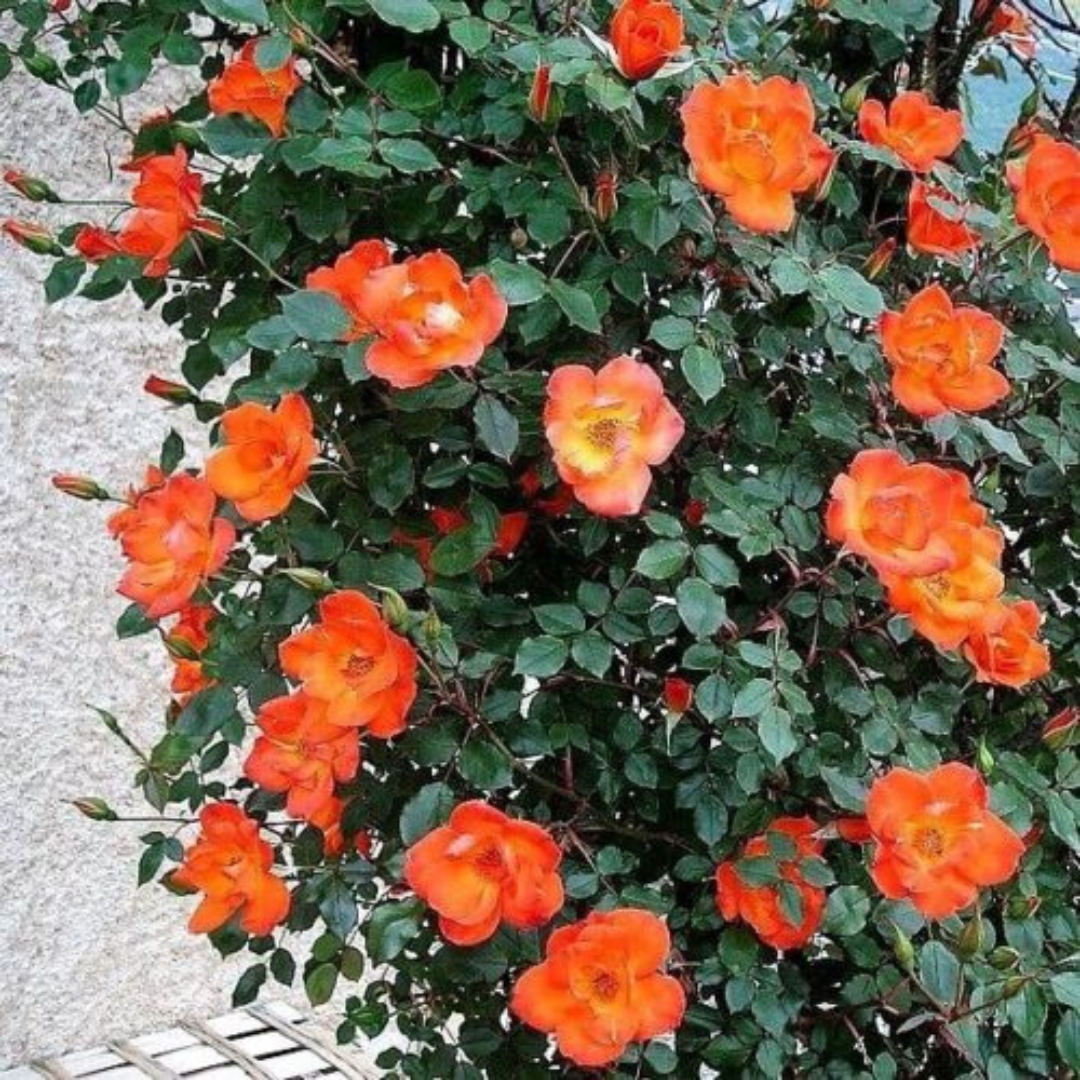 Orange Climber Rose Rare Big Flowering Climbing Rose Plant