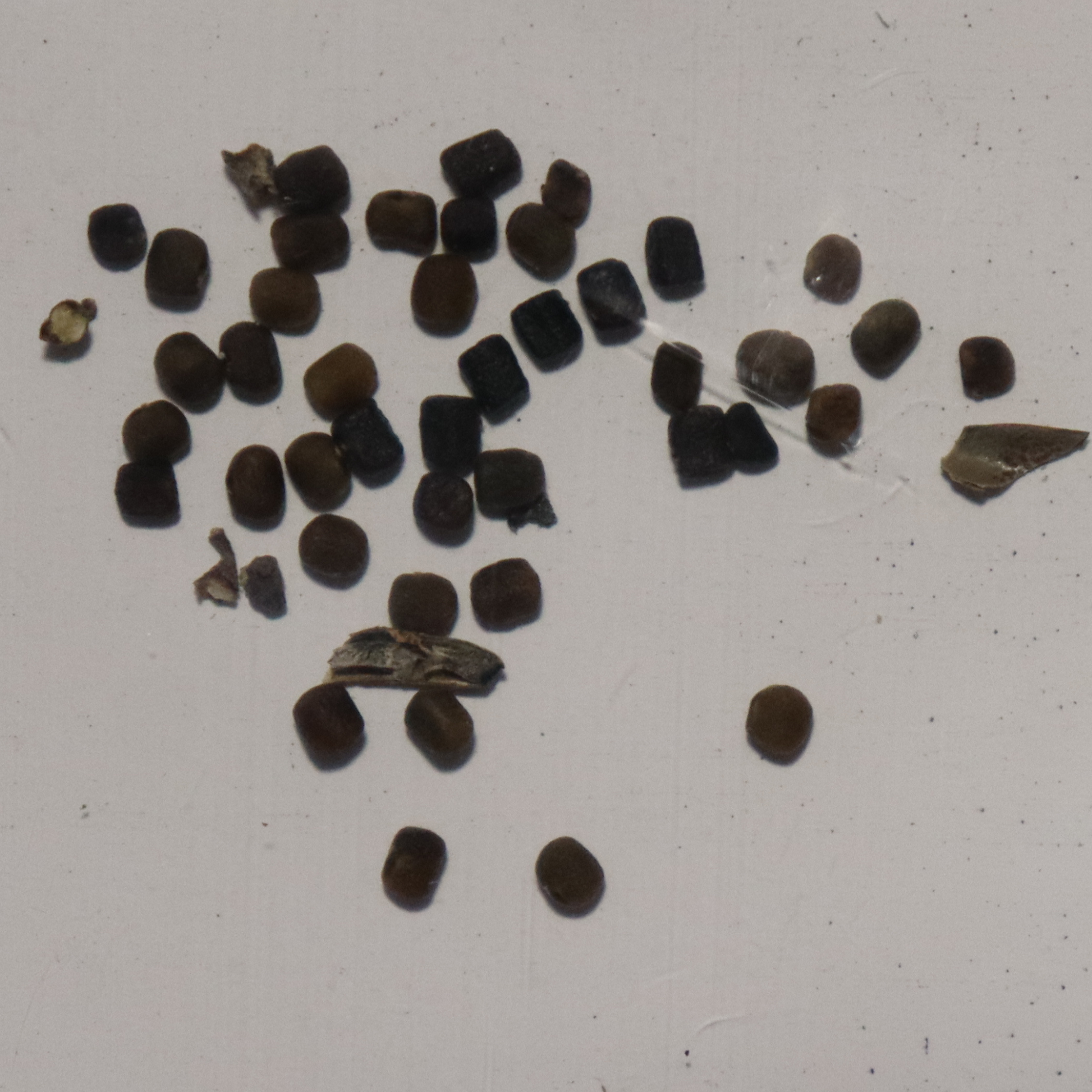 avuri plant seed Organic Neela Amari/ Avuri Seeds
