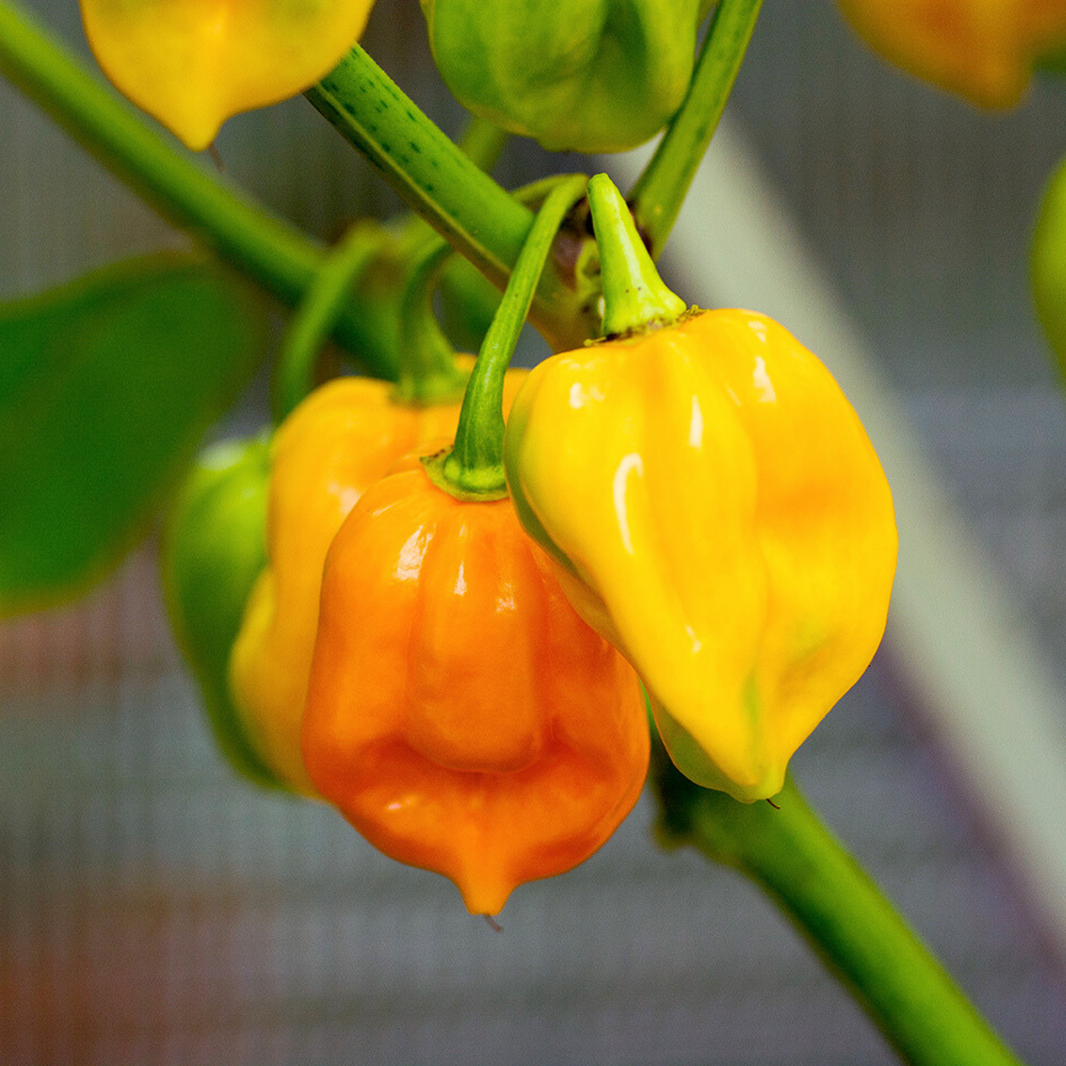 Open-Pollinated Desi Seeds – Bloomica
