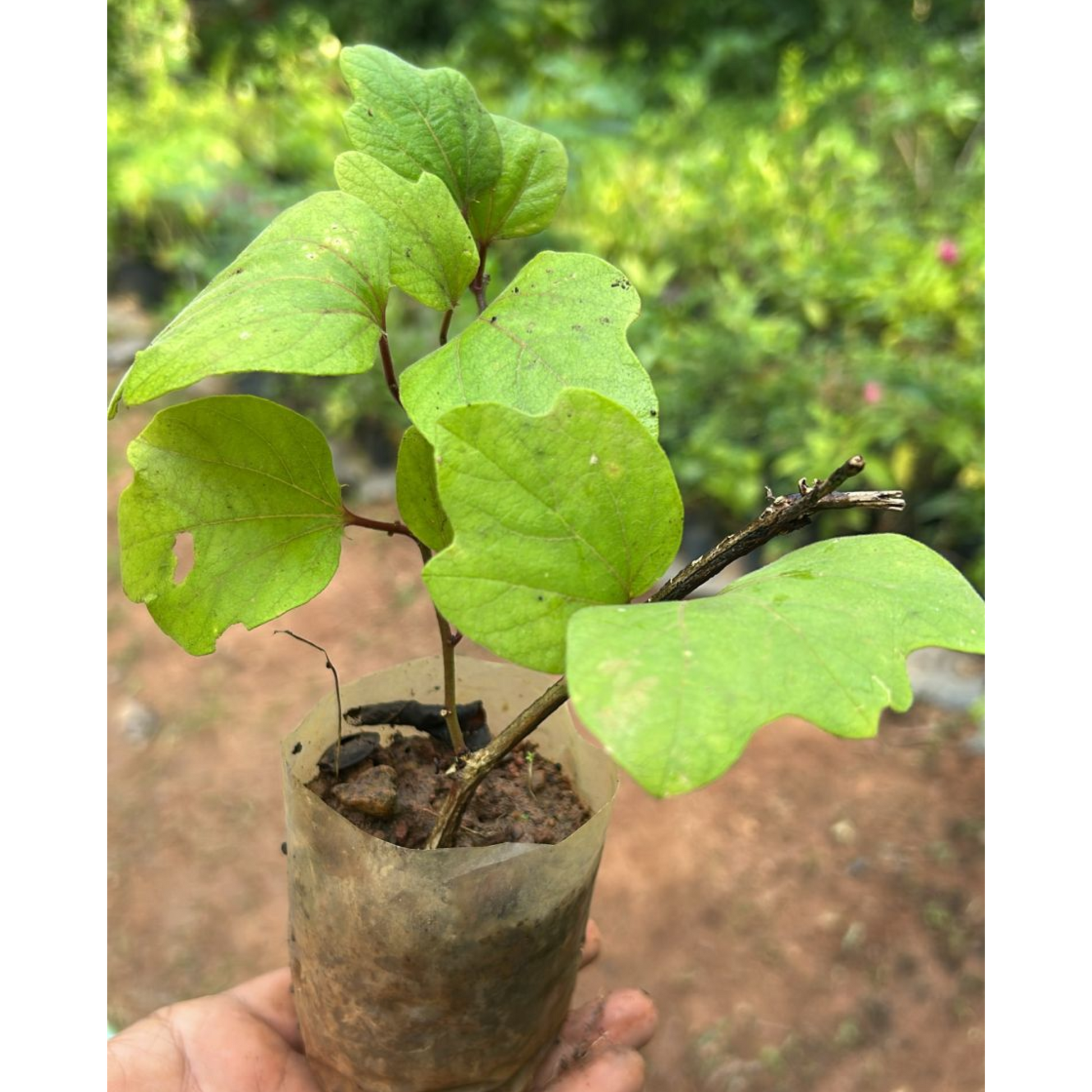 krishna kamal plant seeds Buy Passiflora Holosericea Online in India – Elegant Fragrant Climber – Bloomica