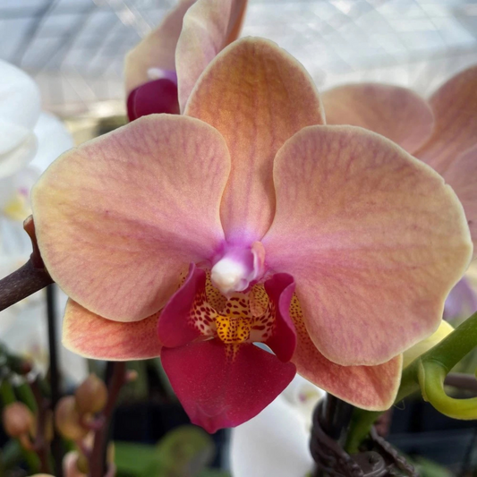 Pastel Pink Phalaenopsis Orchid – Elegant Moth Orchid