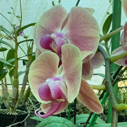 Pastel Pink Phalaenopsis Orchid – Elegant Moth Orchid