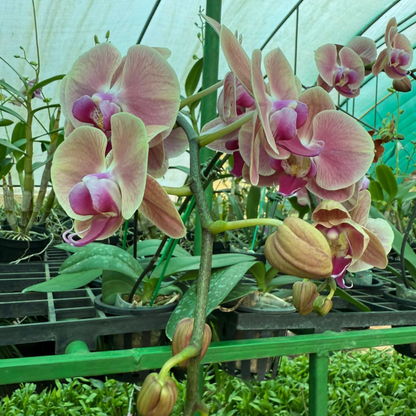 Pastel Pink Phalaenopsis Orchid – Elegant Moth Orchid