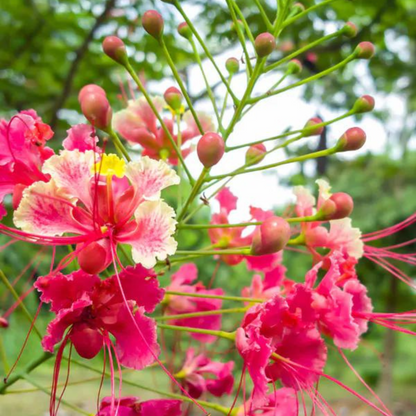 Peacock Flower / Rajamalli Pink (Caesalpinia pulcherrima) Flowering Live Plant