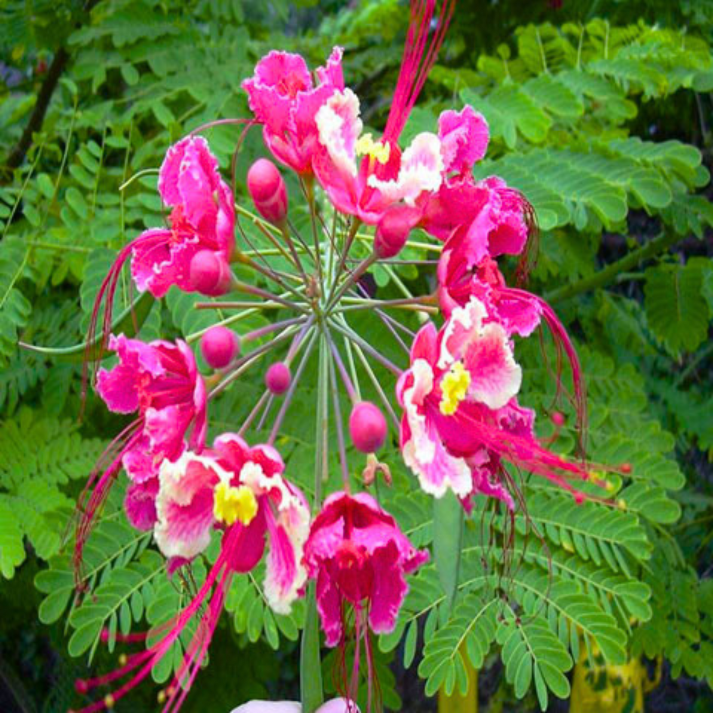 Peacock Flower / Rajamalli Pink (Caesalpinia pulcherrima) Flowering Live Plant