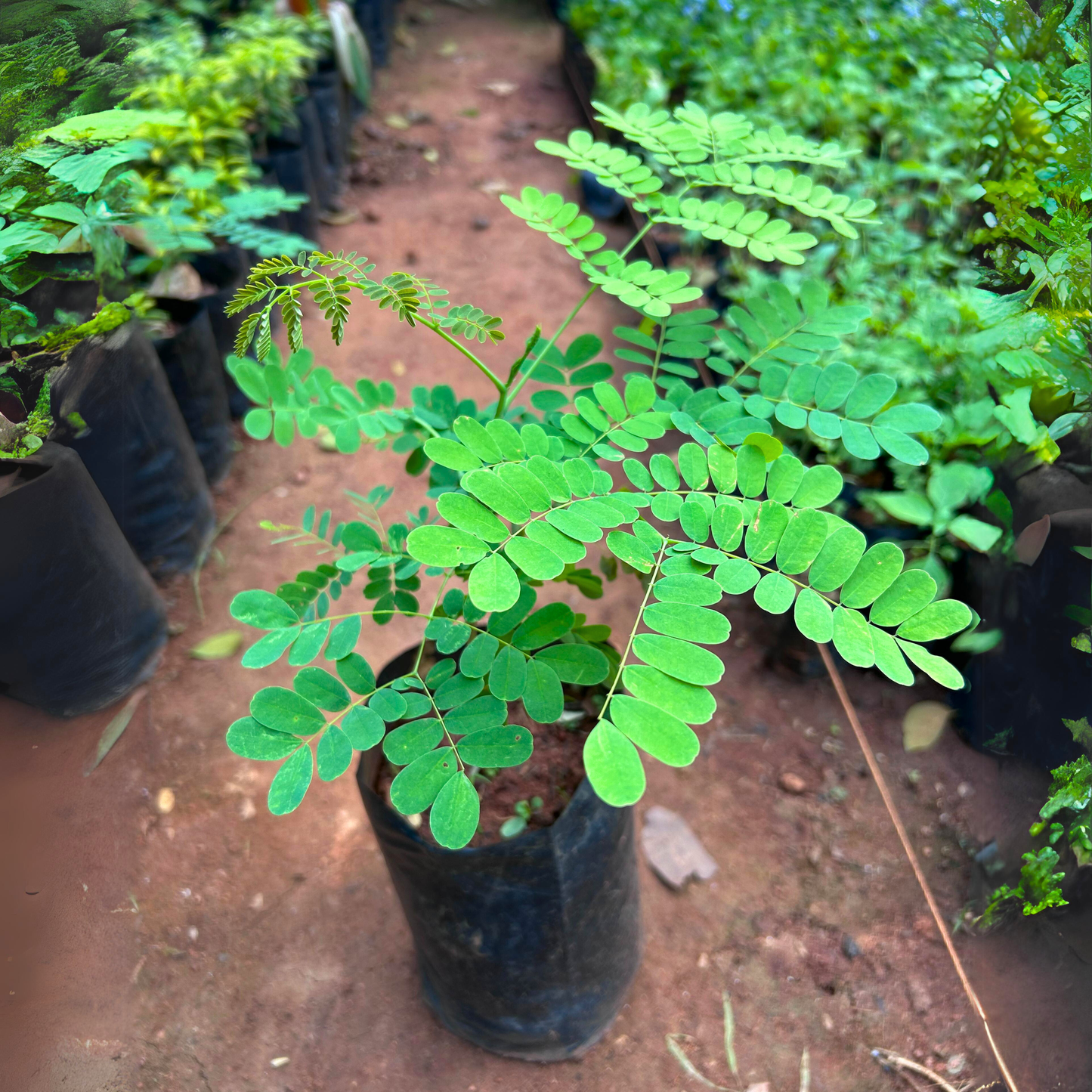 Peacock Flower / Rajamalli Pink (Caesalpinia pulcherrima) Flowering Live Plant