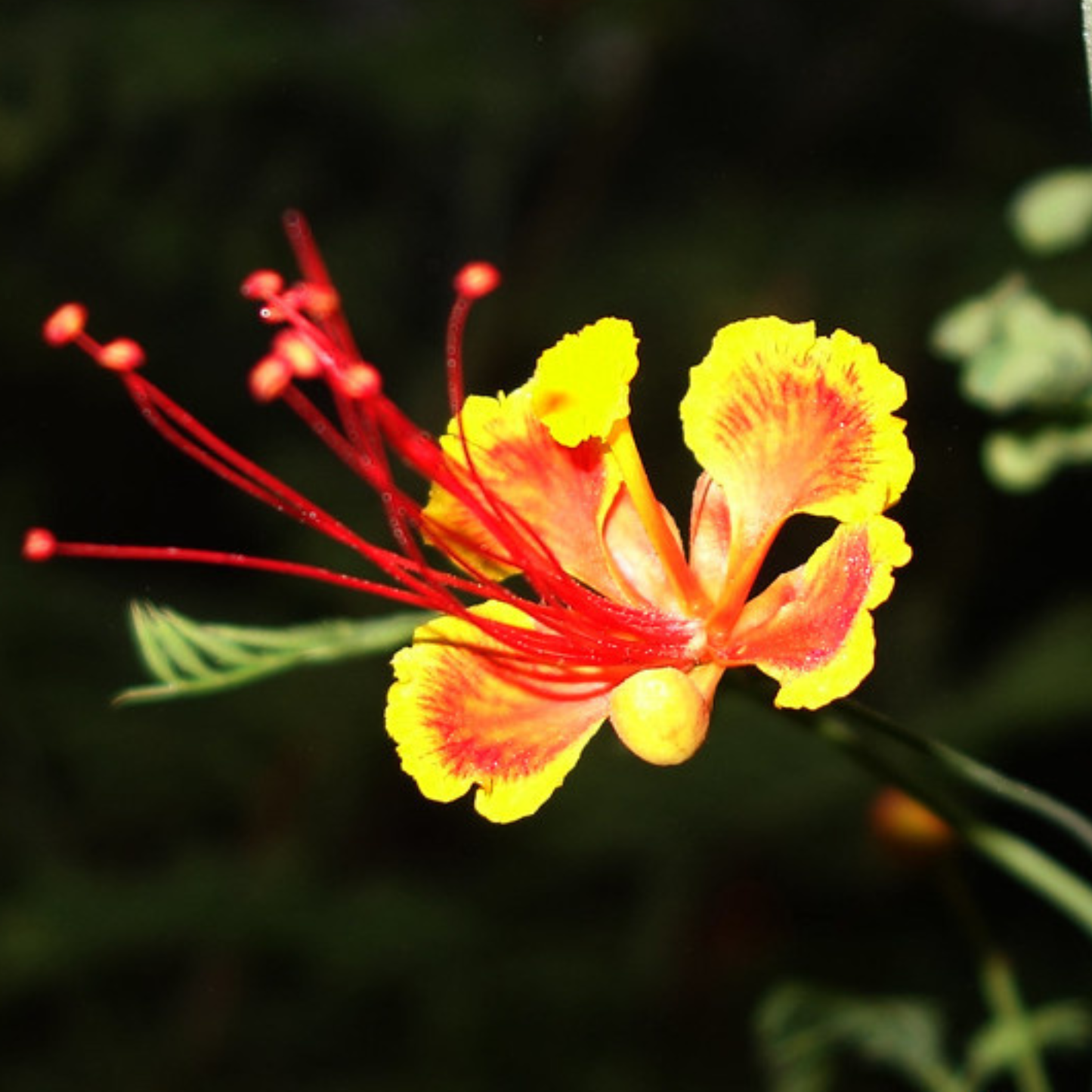 Peacock Flower / Rajamalli Red (Caesalpinia pulcherrima) Flowering Live Plant