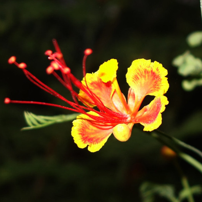 Peacock Flower / Rajamalli Red (Caesalpinia pulcherrima) Flowering Live Plant