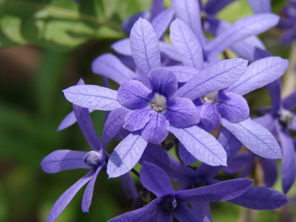 Purple Wreath, Sandpaper Vine (Petrea volubilis) Layered Live Plant