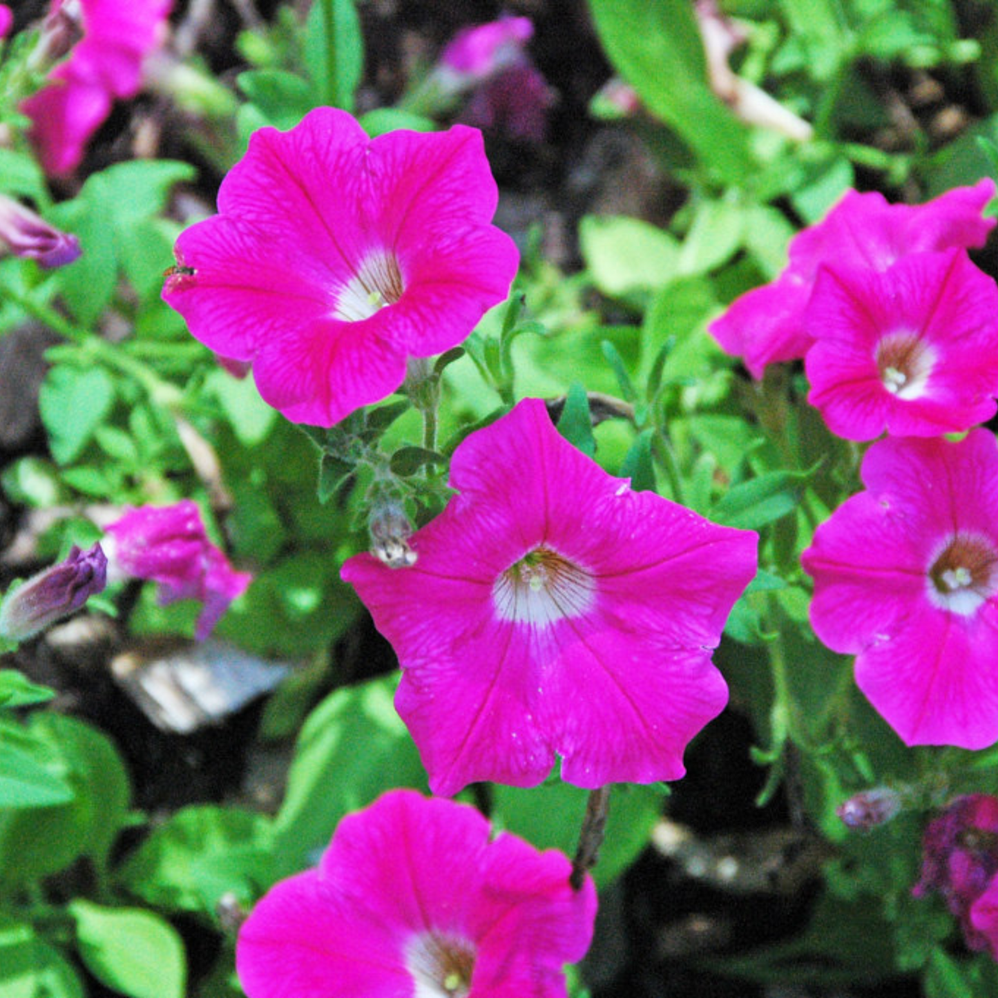Petunia Nadan Flowering Live Plant