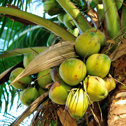 Philippines Coconut Tree Plant